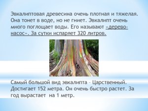 Древесина каких деревьев тонет в воде и какие из них растут в России?