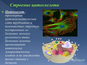 Что такое цитоскелет? Какие у него функции и строение?