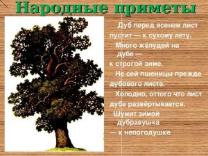 Человека назвали дубом – обидно? Почему? А у каких народов это комплимент?
